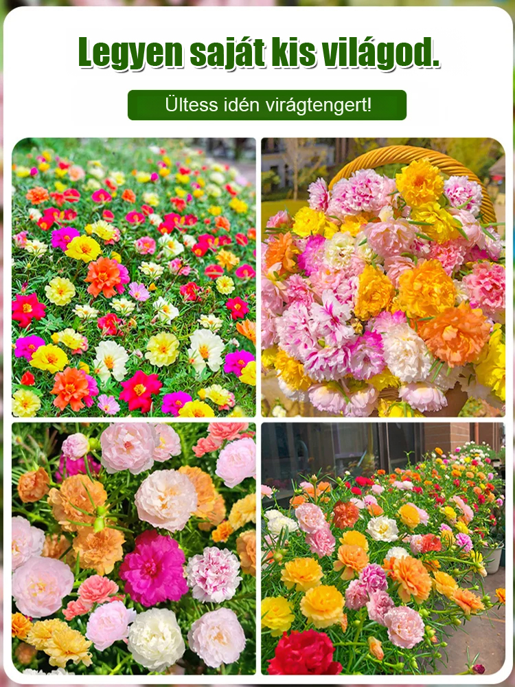 Dupla szirmú napvirág négyévszakos magok