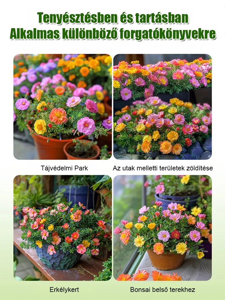 Dupla szirmú napvirág négyévszakos magok