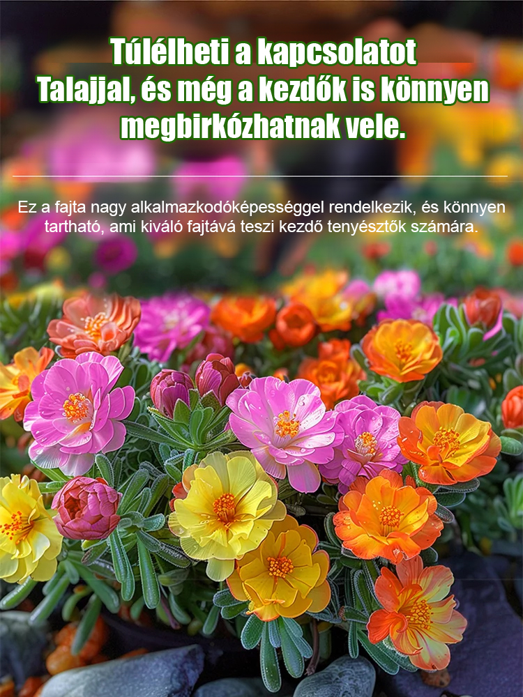 Dupla szirmú napvirág négyévszakos magok