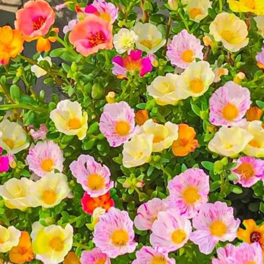 Dupla szirmú napvirág négyévszakos magok