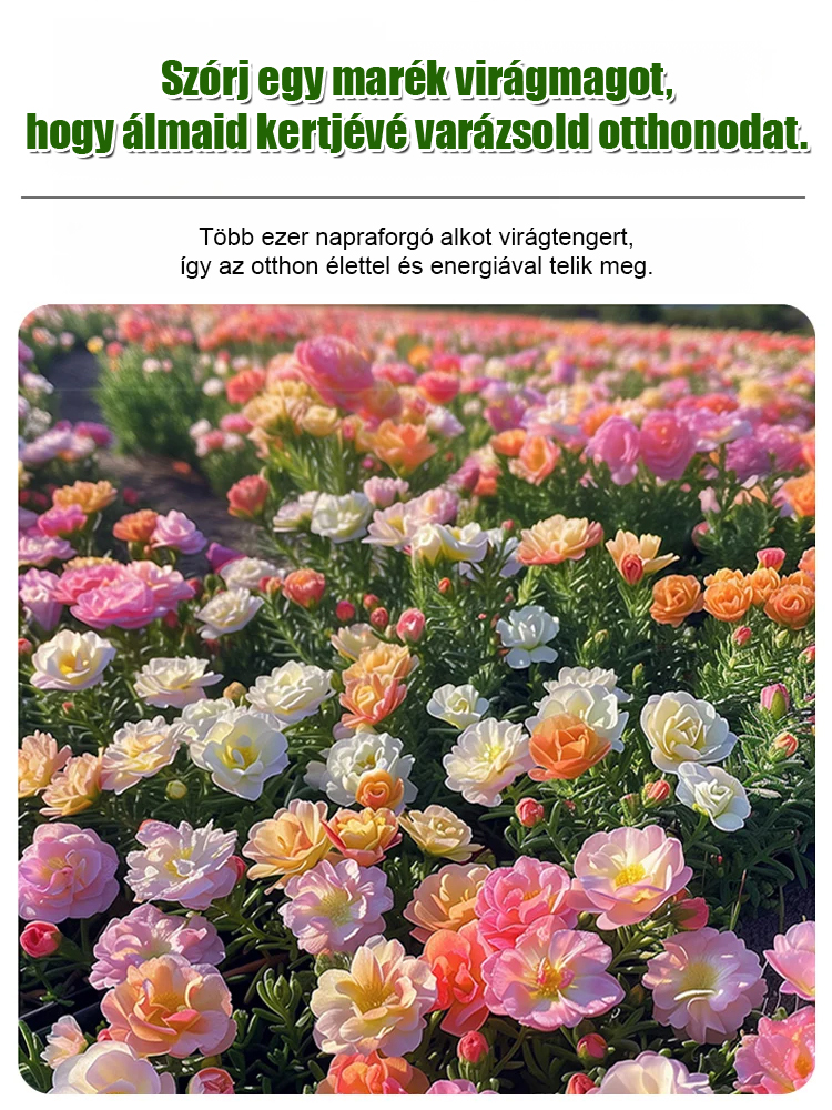 Dupla szirmú napvirág négyévszakos magok