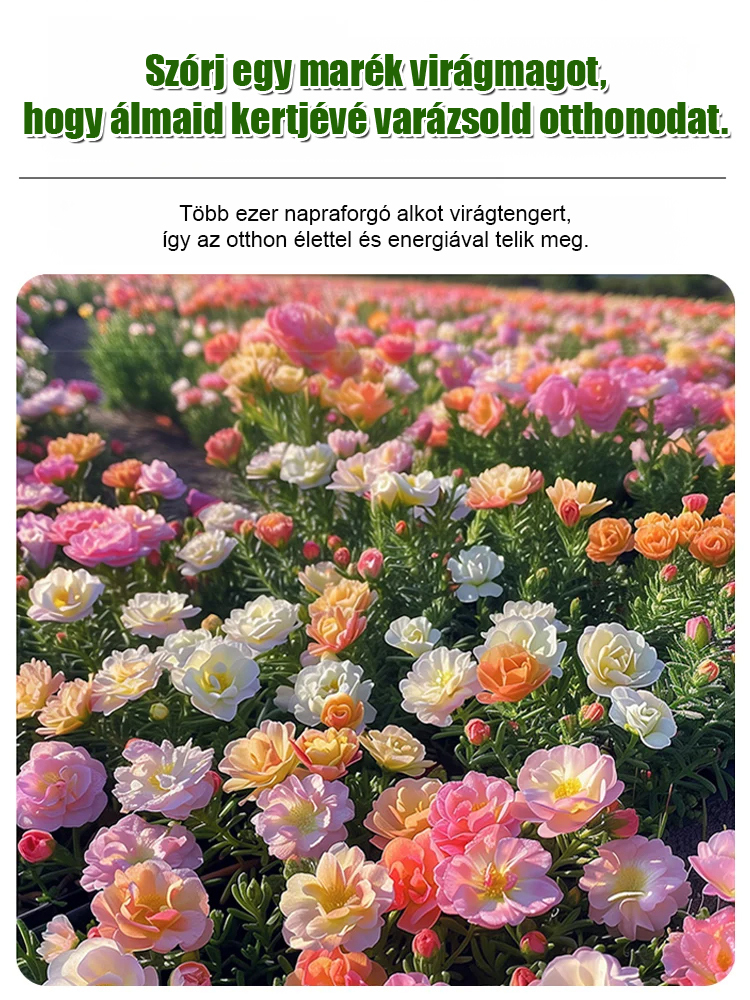 Dupla szirmú napvirág négyévszakos magok