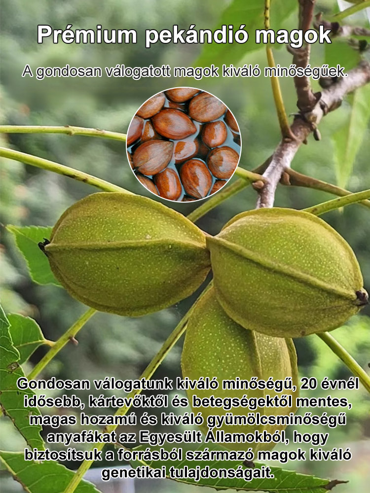 Importált pekándió magok az USA-ból, professzionálisan termesztve, garantáltan magas túlélési arány.