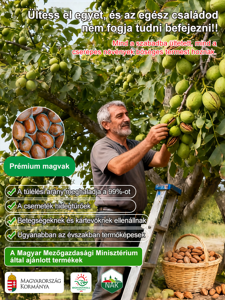Importált pekándió magok az USA-ból, professzionálisan termesztve, garantáltan magas túlélési arány.