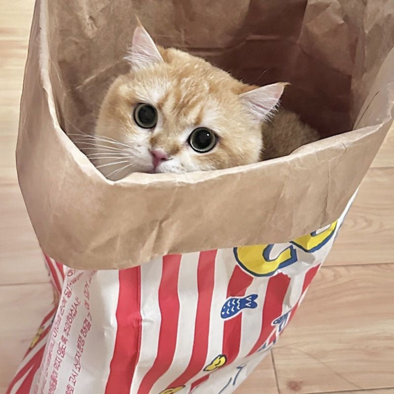 Cat Tunnel Paper Popcorn Bag Toy Hideout