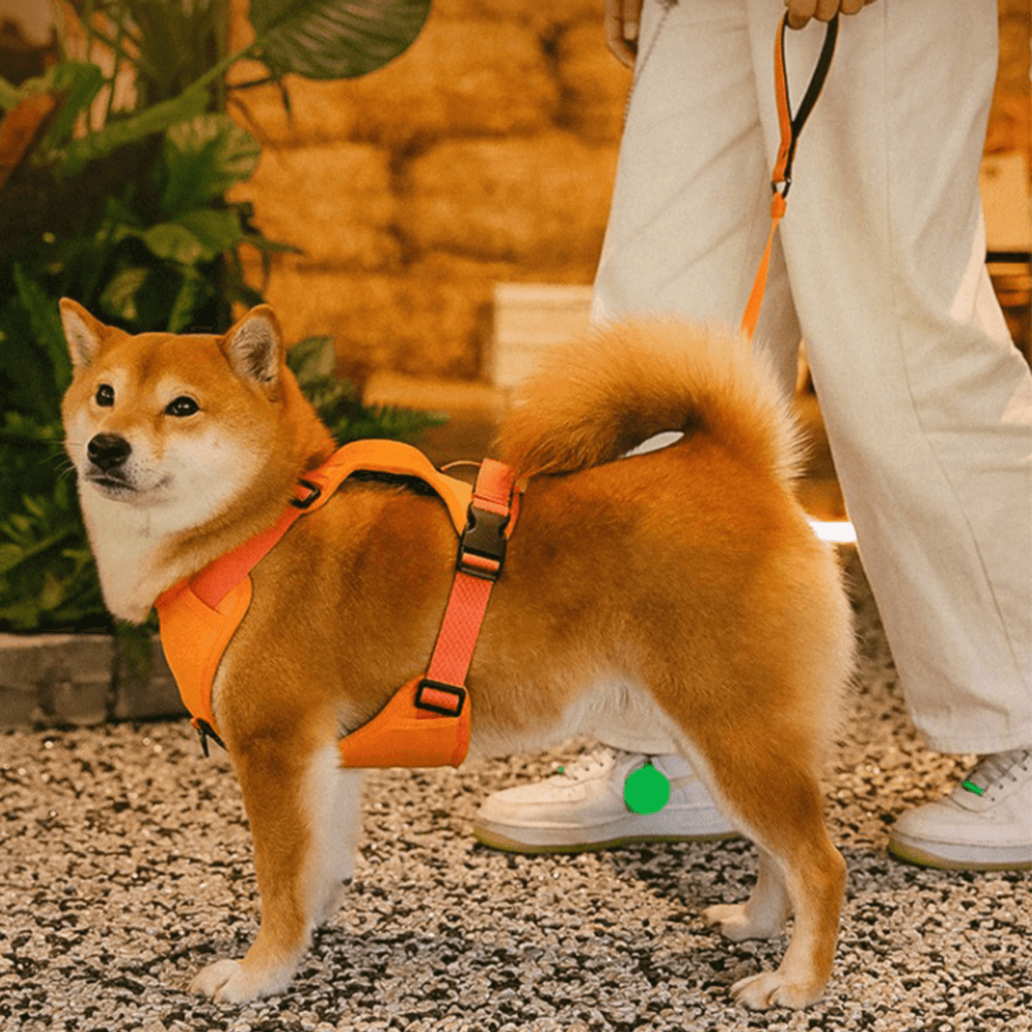 All in one Dog Harness and Leash Set