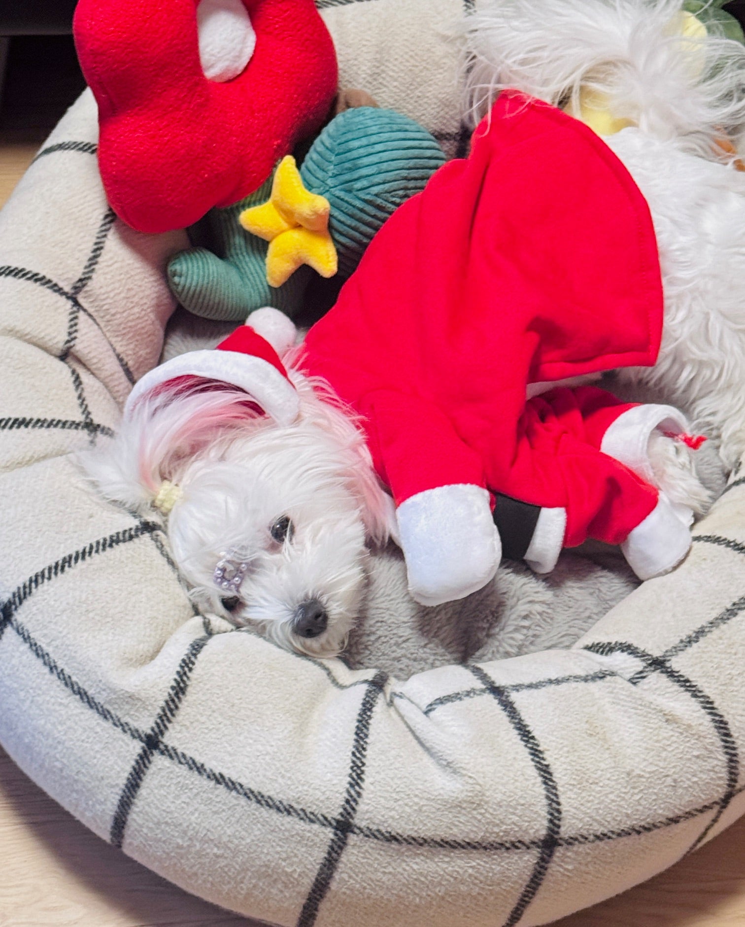 Flower Chewing Cat Toy with Catmint