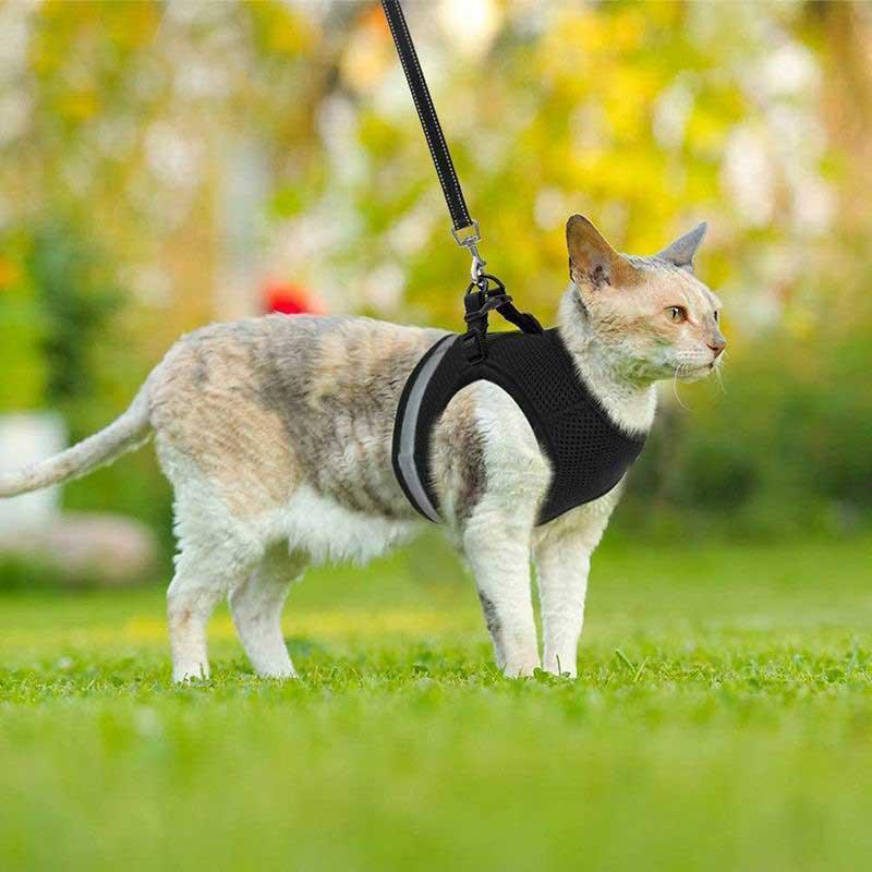 Basic Cat Harness Escape Proof 4 Color Leash Set Cat Lead