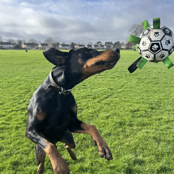 🎉Last Day 50% OFF⏰️Doggie Ball