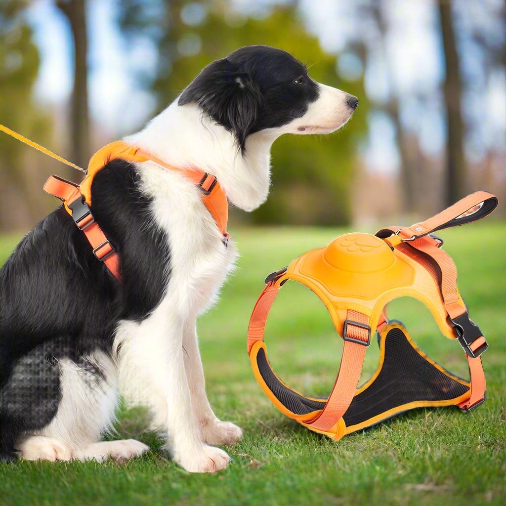 All in one Dog Harness and Leash Set