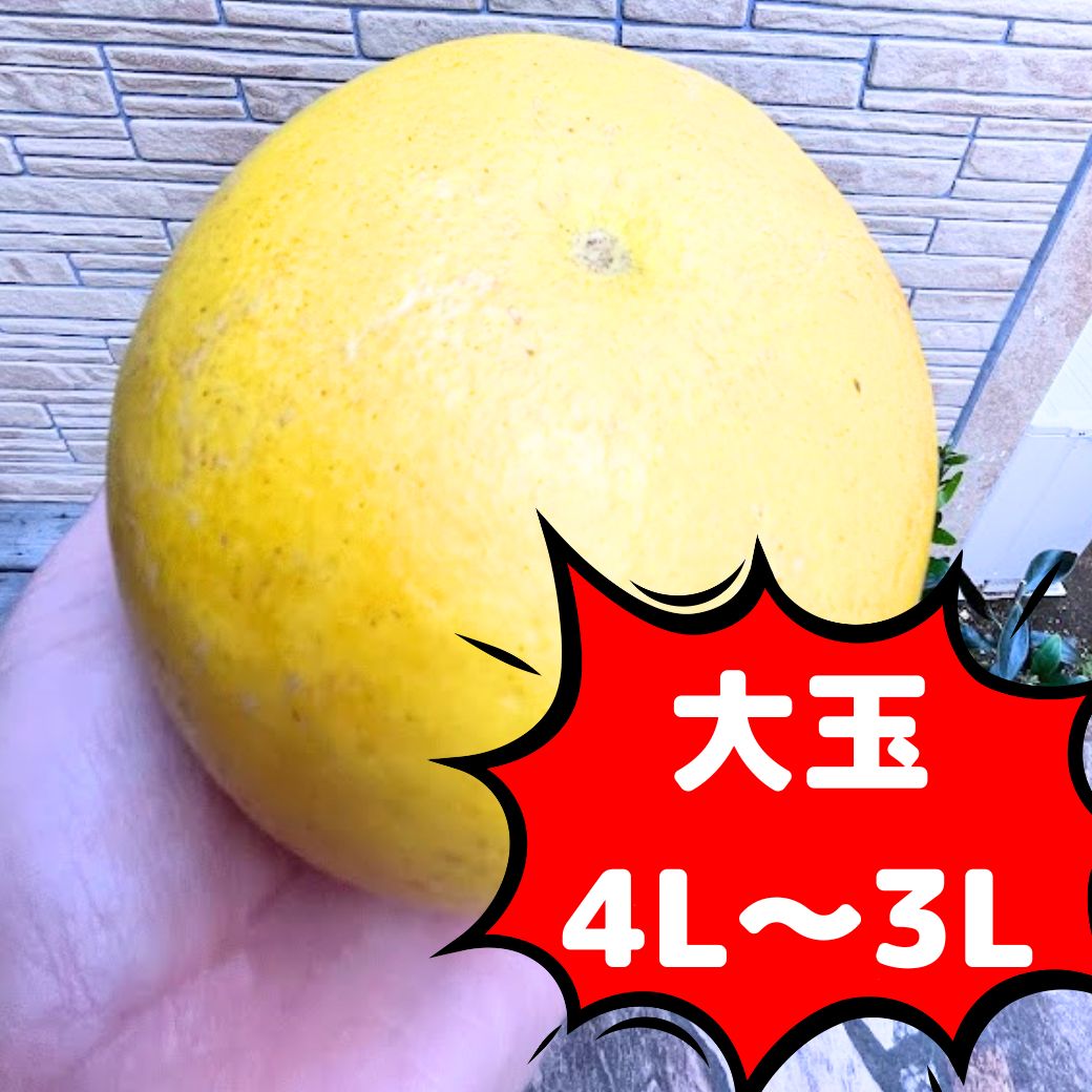 毎年大人気 土佐文旦 訳あり 4L～3Lサイズ 特大 超大玉がズッシリ 高知産 送料無料デカい旨い特大・土佐文旦10kg見た目訳あり中身は極高知の特大 土佐文旦のプリップリ果肉を堪能 家庭用 高知県 10キロ産直龍馬くん ※北海道・沖縄別途送料・離島配送不可