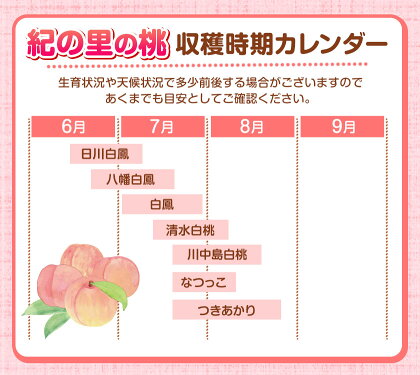 【ふるさと納税】高レビュー 和歌山県産 紀の里の桃 約2kg(6～8玉) 先行量販《2025年6月中旬-8月中旬頃出荷》桃 もも モモ 果物 フルーツ お取り寄せ 和歌山 白鳳 日川白鳳 八旗白鳳 清水白桃 川中島白桃 送料無料 9800円 和歌山県産