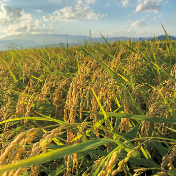 山形県産米(はえぬき)【冬の贈りもの・お歳暮】[B28-8]