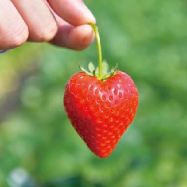 栃木県産 JA佐野 いちご(とちあいか)260g 4パックセット【お届け期間】2026/1/6‐2026/3/5【KN】