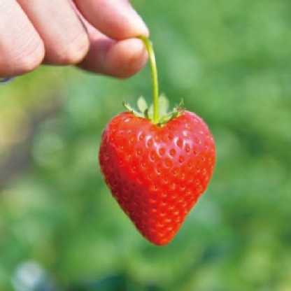 栃木県産 JA佐野 いちご(とちあいか)260g 4パックセット【お届け期間】2026/1/6‐2026/3/5【KN】