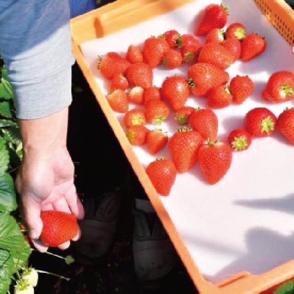 栃木県産 JA佐野 いちご(とちあいか)260g 4パックセット【お届け期間】2026/1/6‐2026/3/5【KN】