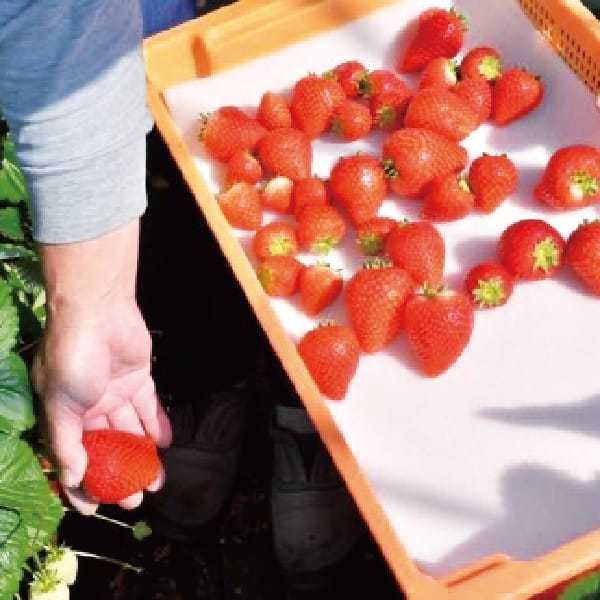 栃木県産 JA佐野 いちご(とちあいか)260g 4パックセット【お届け期間】2026/1/6‐2026/3/5【KN】