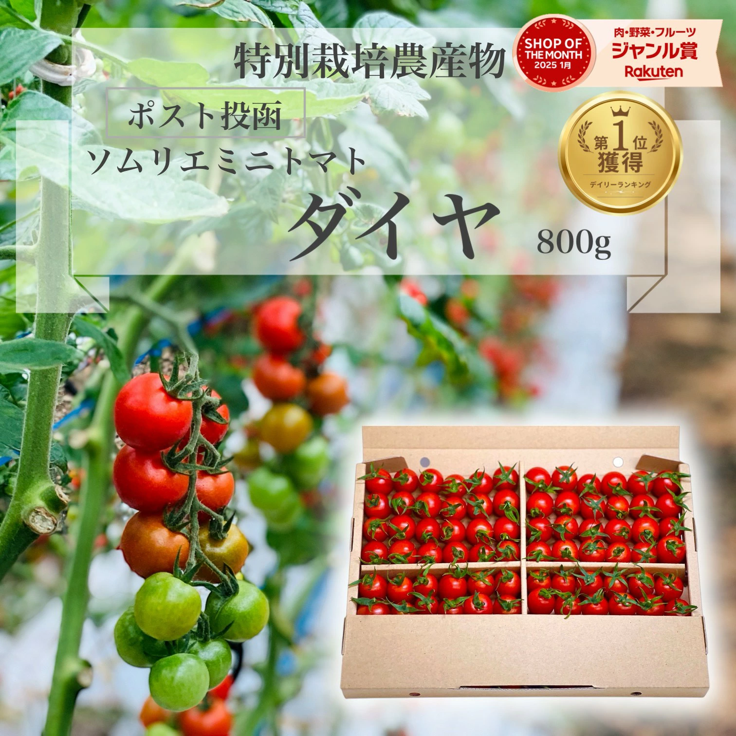 ＼ 半額 数量限定 ／ とまと ミニトマト 【特別栽培農産物】ソムリエミニ トマト ダイヤ 800g トマトジュース プチトマト プレゼント ギフト ダイエット スープ ふるさと 内祝い フルーツ 野菜 甘い 人気 キッチン 秋 冬 冷凍 熊本 ポスト投函