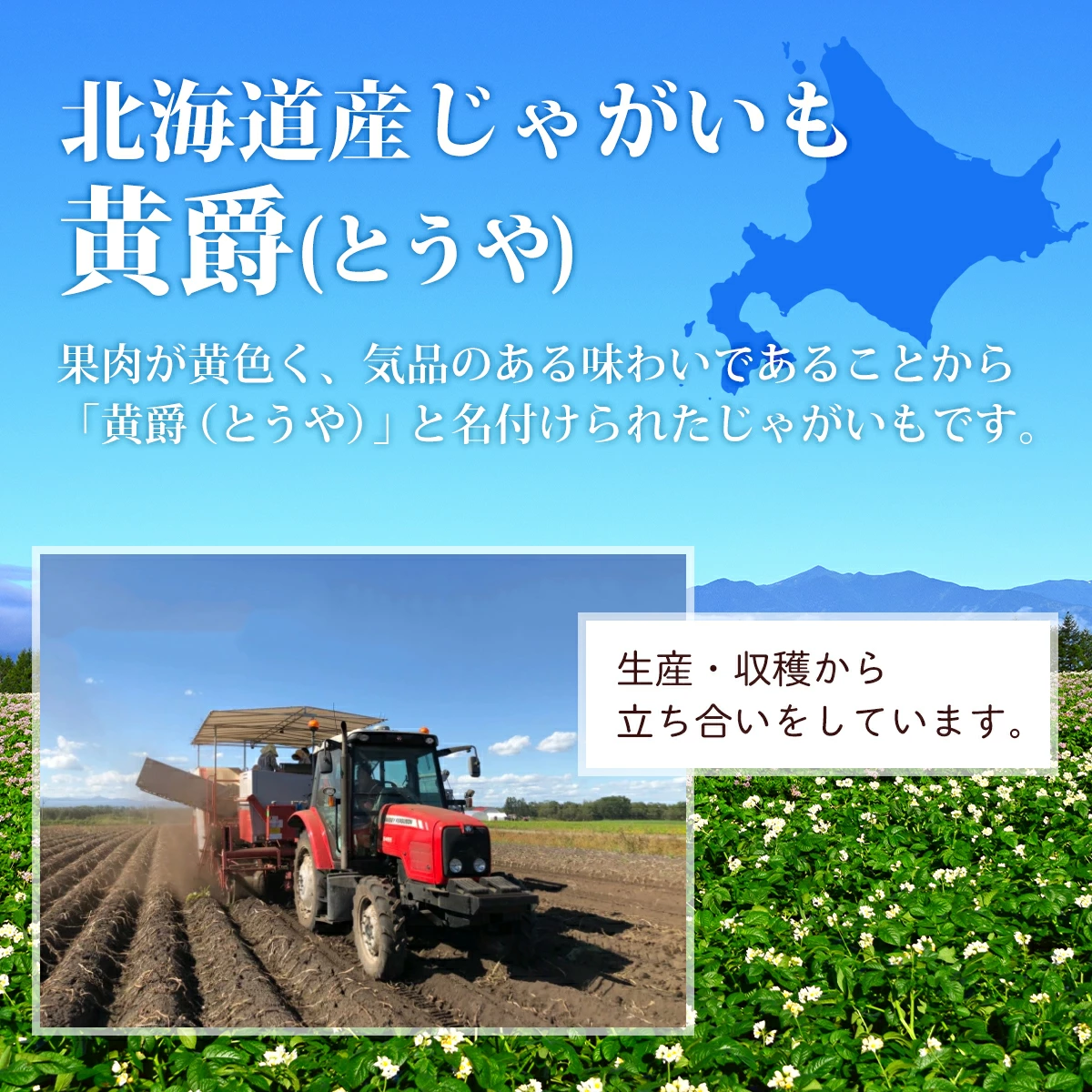 北海道産 じゃがいも 黄爵(とうや) 10kg 黄色くなめらかな じゃが芋 野菜 シチュー カレー ジャガイモ 国産 北海道産 産地直送 大容量 お得用 徳用 大容量 まとめ買い 業務用 贈り物 ほくほく 美味しい
