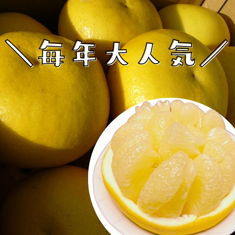 毎年大人気 土佐文旦 訳あり 4L～3Lサイズ 特大 超大玉がズッシリ 高知産 送料無料デカい旨い特大・土佐文旦10kg見た目訳あり中身は極高知の特大 土佐文旦のプリップリ果肉を堪能 家庭用 高知県 10キロ産直龍馬くん ※北海道・沖縄別途送料・離島配送不可