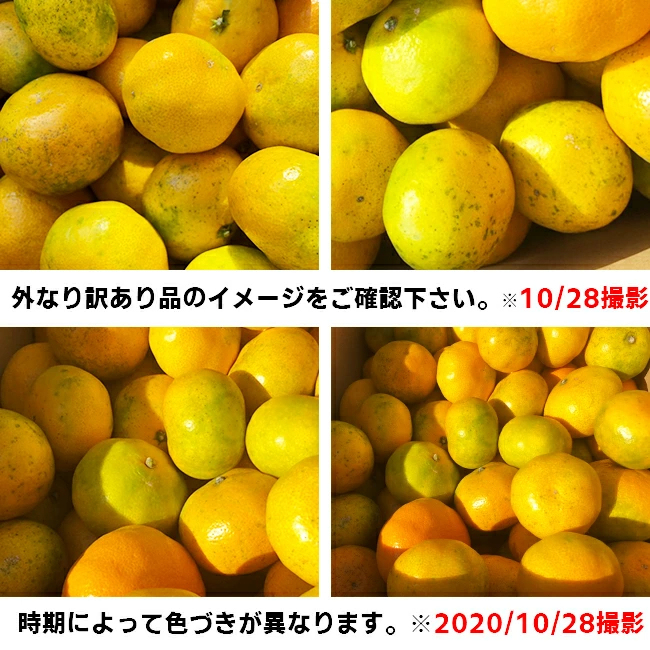 愛媛産 特に訳ありみかん1０kg(+約0.5kg多め)不揃い 傷 汚れ有 極早生 早生 青切り フルーツ 美味しいみかん 果物 くだもの 温州みかん 柑橘類 かんきつ 食品ロス コロナ おうち時間応援 産地直送 みかん