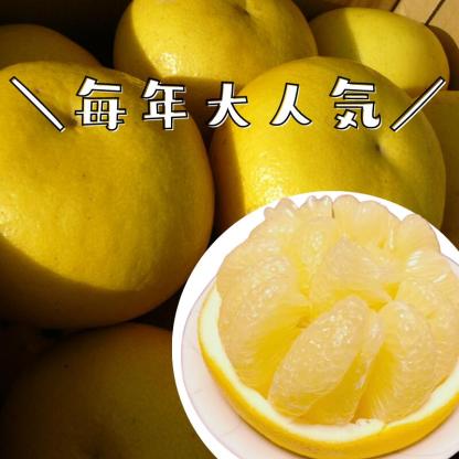 毎年大人気 土佐文旦 訳あり 4L～3Lサイズ 特大 超大玉がズッシリ 高知産 送料無料デカい旨い特大・土佐文旦10kg見た目訳あり中身は極高知の特大 土佐文旦のプリップリ果肉を堪能 家庭用 高知県 10キロ産直龍馬くん ※北海道・沖縄別途送料・離島配送不可