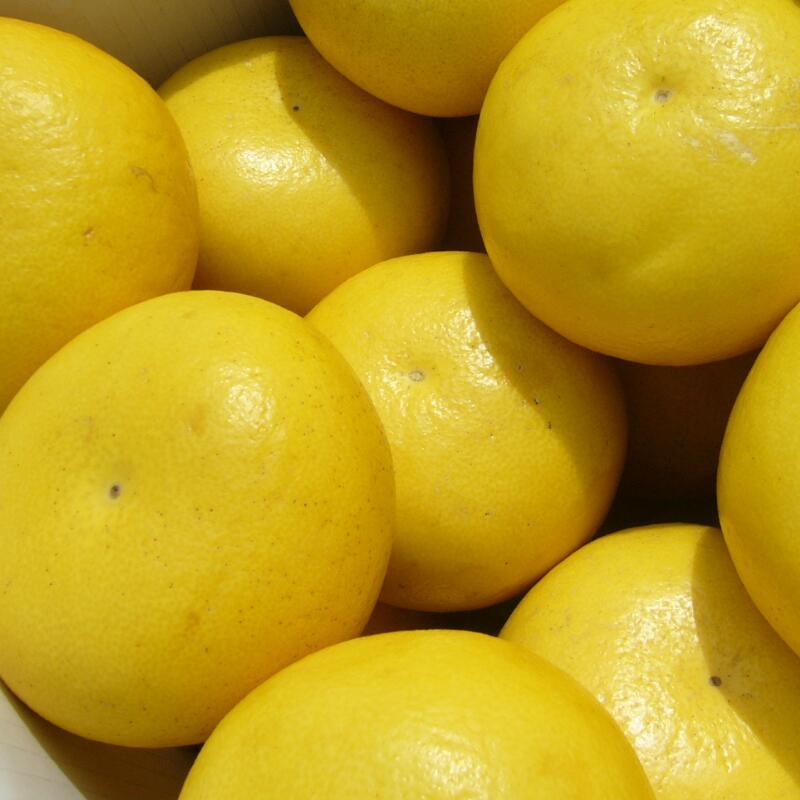 毎年大人気 土佐文旦 訳あり 4L～3Lサイズ 特大 超大玉がズッシリ 高知産 送料無料デカい旨い特大・土佐文旦10kg見た目訳あり中身は極高知の特大 土佐文旦のプリップリ果肉を堪能 家庭用 高知県 10キロ産直龍馬くん ※北海道・沖縄別途送料・離島配送不可