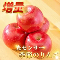 優良店舗 認定　割引ｸｰﾎﾟﾝ＋ﾎﾟｲﾝﾄ最大10倍 光センサーりんご 楽天優良 認定店 【増量】 グルメ大賞 青森県産 りんご 規格外品 サンふじ ふじ  サンつがる 規格外 訳あり 家庭用 ジュース リンゴジュース 1.5kg 2kg 3kg 5kg 10kg 2キロ 3キロ 5キロ 10キロ
