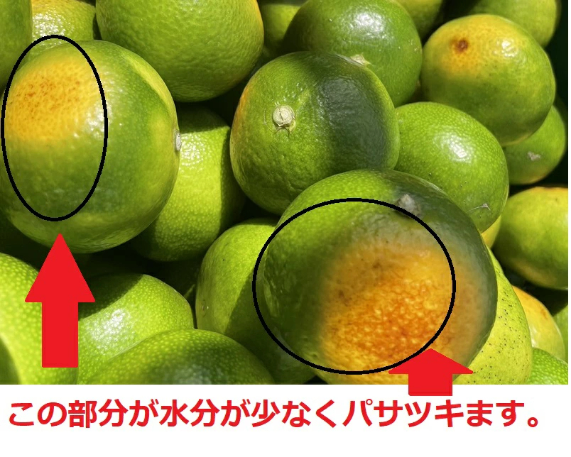 愛媛産 特に訳ありみかん1０kg(+約0.5kg多め)不揃い 傷 汚れ有 極早生 早生 青切り フルーツ 美味しいみかん 果物 くだもの 温州みかん 柑橘類 かんきつ 食品ロス コロナ おうち時間応援 産地直送 みかん