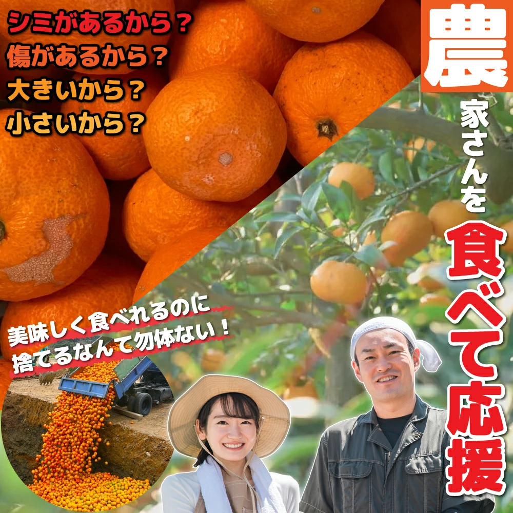 愛媛産 特に訳ありみかん1０kg(+約0.5kg多め)不揃い 傷 汚れ有 極早生 早生 青切り フルーツ 美味しいみかん 果物 くだもの 温州みかん 柑橘類 かんきつ 食品ロス コロナ おうち時間応援 産地直送 みかん