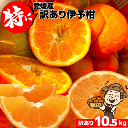 愛媛産 特に訳ありいよかん【送料無料(一部地域除く)】1０kg(+約0.5kg多め)不揃い 傷 汚れ有 伊予柑 イヨカン フルーツ 美味しいみかん 果物 くだもの 温州みかん 柑橘類 かんきつ 食品ロス コロナ いよ柑 産地直送 みかん