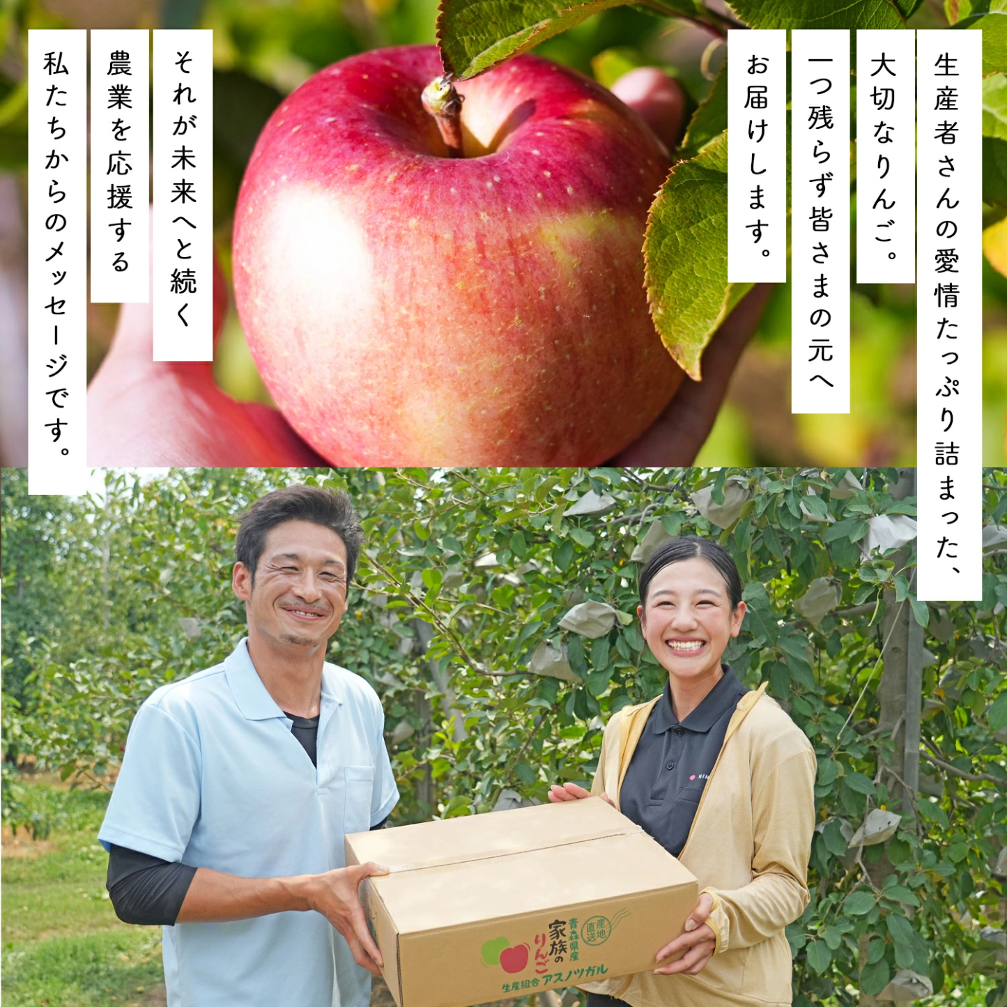 青森県産 加工用 りんご10,20kg 送料無料 激安 品種おまかせ 産地直送 訳ありりんご