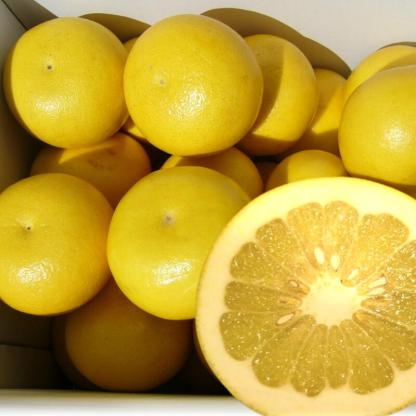 高知産 土佐文旦 約１０ｋｇ２０～３０玉入り 訳あり家庭用ぶんたんブンタン＜LINE初回登録で100円オフ＞ 沖縄本土と北海道は別途送料 全国の離島は発送不可