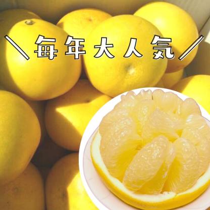 高知産 土佐文旦 約１０ｋｇ２０～３０玉入り 訳あり家庭用ぶんたんブンタン＜LINE初回登録で100円オフ＞ 沖縄本土と北海道は別途送料 全国の離島は発送不可