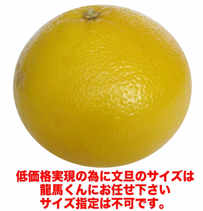 毎年大人気 土佐文旦 訳あり 4L～3Lサイズ 特大 超大玉がズッシリ 高知産 送料無料デカい旨い特大・土佐文旦10kg見た目訳あり中身は極高知の特大 土佐文旦のプリップリ果肉を堪能 家庭用 高知県 10キロ産直龍馬くん ※北海道・沖縄別途送料・離島配送不可