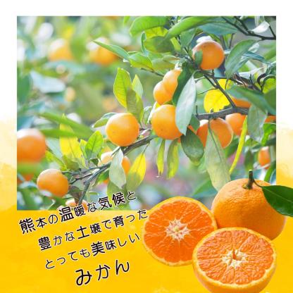\\今季まもなく終了//【熊本県産　温州みかん　秀品　選べる内容量】　熊本県産　秀品　温州みかん　極早生みかん、早生みかん、中生みかん、晩生みかん　河内みかん　三角みかん　配達日時指定可　みかん　熊本みかん　青島みかん　尾崎