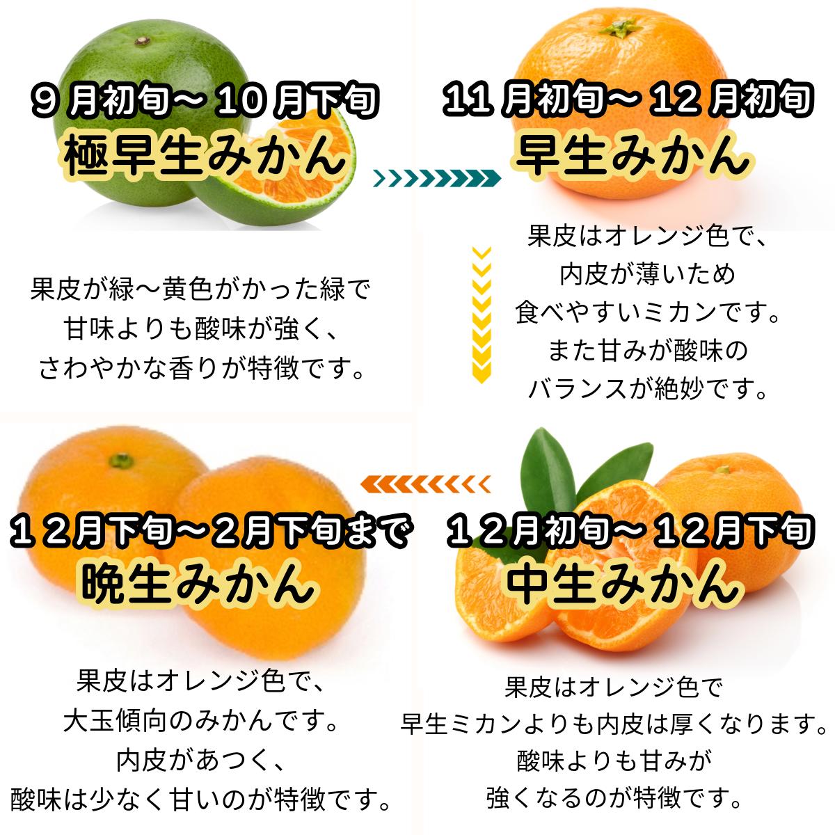 \\今季まもなく終了//【熊本県産　温州みかん　秀品　選べる内容量】　熊本県産　秀品　温州みかん　極早生みかん、早生みかん、中生みかん、晩生みかん　河内みかん　三角みかん　配達日時指定可　みかん　熊本みかん　青島みかん　尾崎