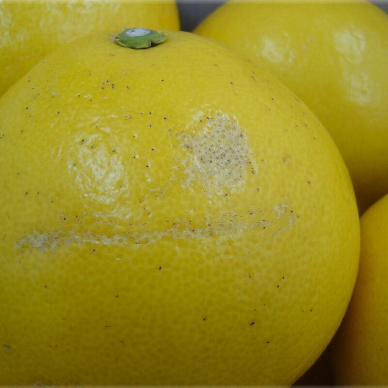 高知産 土佐文旦 約１０ｋｇ２０～３０玉入り 訳あり家庭用ぶんたんブンタン＜LINE初回登録で100円オフ＞ 沖縄本土と北海道は別途送料 全国の離島は発送不可