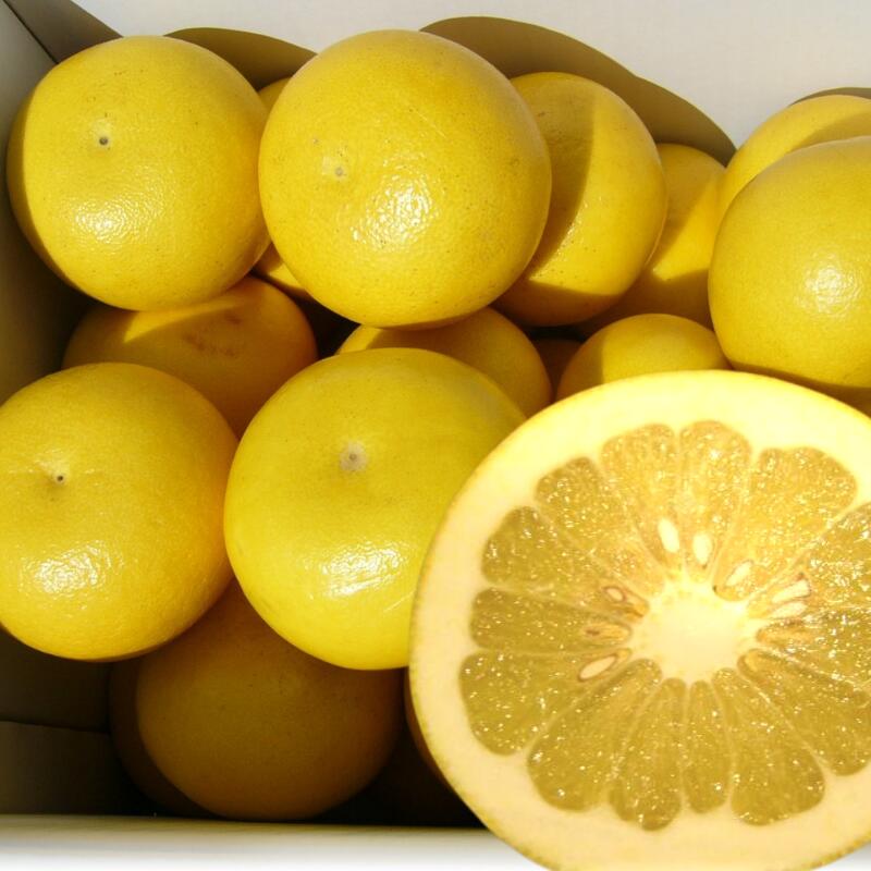 高知産 土佐文旦 約１０ｋｇ２０～３０玉入り 訳あり家庭用ぶんたんブンタン＜LINE初回登録で100円オフ＞ 沖縄本土と北海道は別途送料 全国の離島は発送不可