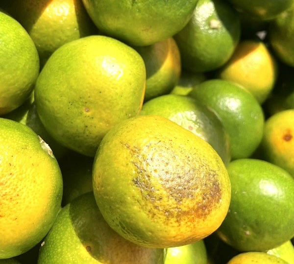 愛媛産 特に訳ありみかん1０kg(+約0.5kg多め)不揃い 傷 汚れ有 極早生 早生 青切り フルーツ 美味しいみかん 果物 くだもの 温州みかん 柑橘類 かんきつ 食品ロス コロナ おうち時間応援 産地直送 みかん