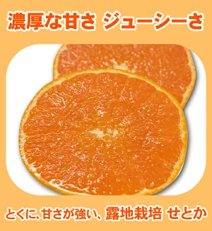 ★本日10％OFFクーポン★　極める　せとか　たっぷり3kg⇒10%OFFクーポンで3,384円★TVで話題！極める　せとか　みかん★クーポンで最安値に挑戦！極める！大人気のトロトロせとか・2箱以上注文で送料無料サービス付・福袋