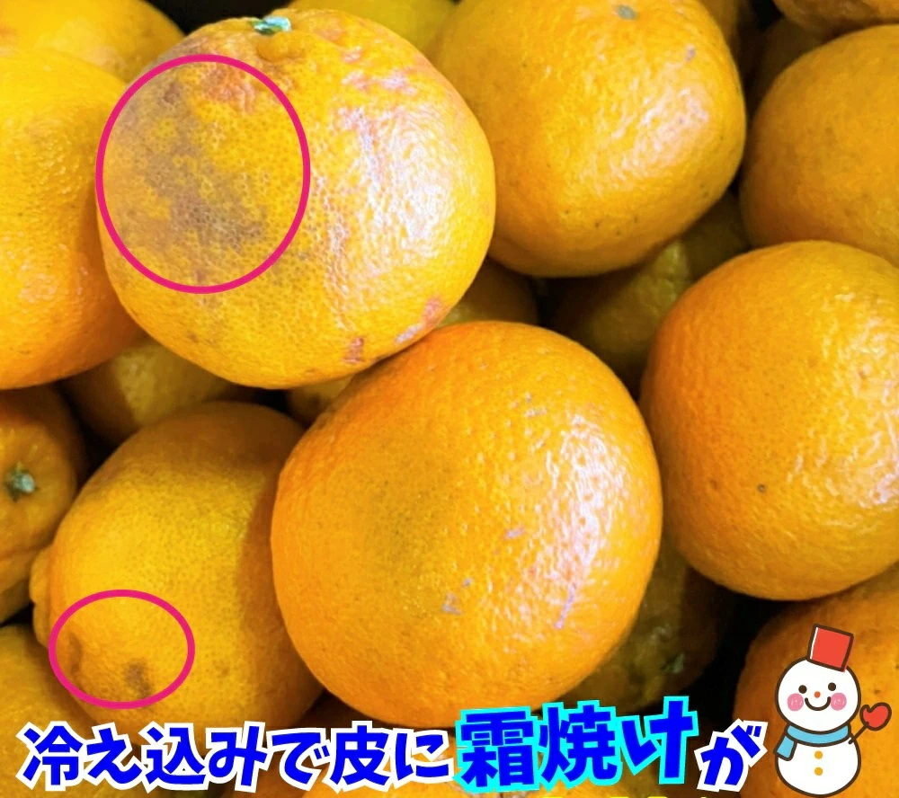 3営業日以内速攻出荷♪愛媛産 特に訳ありデコみかん 10kg(+約0.5kg多め)不揃い 傷 汚れ有 不知火・デコポンの規格外品 愛媛県産 家庭用 フルーツ 果物 くだもの 果実 食品 みかん 箱買い お取り寄せグルメ 蜜柑 柑橘類 かんきつ 産地直送