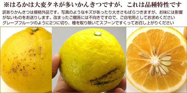 愛媛産 はるか 10kg 訳あり 不揃い 愛媛県産 春香 家庭用 フルーツ 果物 くだもの 果実 青果 食品 みかん 箱買い 蜜柑 柑橘類 かんきつ おやつ デザート 冬の味覚 産地直送