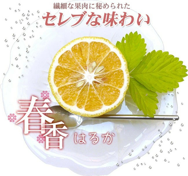 愛媛産 はるか 10kg 訳あり 不揃い 愛媛県産 春香 家庭用 フルーツ 果物 くだもの 果実 青果 食品 みかん 箱買い 蜜柑 柑橘類 かんきつ おやつ デザート 冬の味覚 産地直送