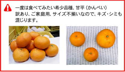 ★20%OFFクーポンで4,384円さらにポイント10倍★　かんぺい 5kg TVで話題！赤字覚悟の大箱5ｋｇ！希少品種・甘平（かんぺい）一度は食べてみたい今話題のレアなみかん！（訳あり・ご家庭用）