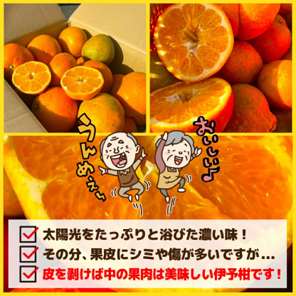 愛媛産 特に訳ありいよかん【送料無料(一部地域除く)】1０kg(+約0.5kg多め)不揃い 傷 汚れ有 伊予柑 イヨカン フルーツ 美味しいみかん 果物 くだもの 温州みかん 柑橘類 かんきつ 食品ロス コロナ いよ柑 産地直送 みかん