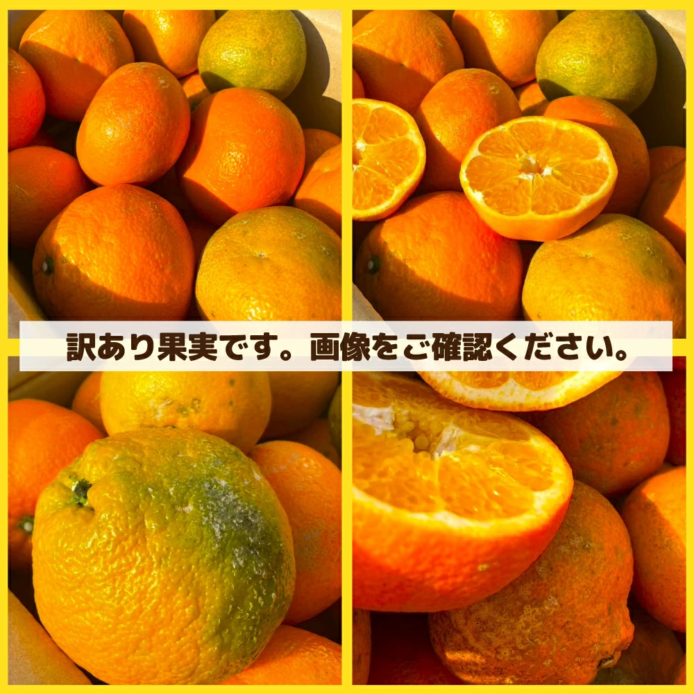 愛媛産 特に訳ありいよかん【送料無料(一部地域除く)】1０kg(+約0.5kg多め)不揃い 傷 汚れ有 伊予柑 イヨカン フルーツ 美味しいみかん 果物 くだもの 温州みかん 柑橘類 かんきつ 食品ロス コロナ いよ柑 産地直送 みかん