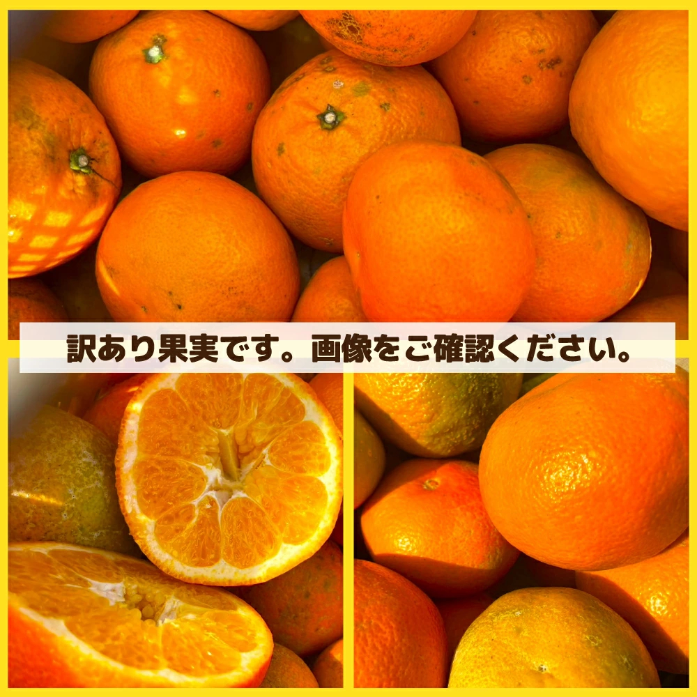 愛媛産 特に訳ありいよかん【送料無料(一部地域除く)】1０kg(+約0.5kg多め)不揃い 傷 汚れ有 伊予柑 イヨカン フルーツ 美味しいみかん 果物 くだもの 温州みかん 柑橘類 かんきつ 食品ロス コロナ いよ柑 産地直送 みかん
