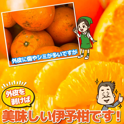 愛媛産 特に訳ありいよかん【送料無料(一部地域除く)】1０kg(+約0.5kg多め)不揃い 傷 汚れ有 伊予柑 イヨカン フルーツ 美味しいみかん 果物 くだもの 温州みかん 柑橘類 かんきつ 食品ロス コロナ いよ柑 産地直送 みかん