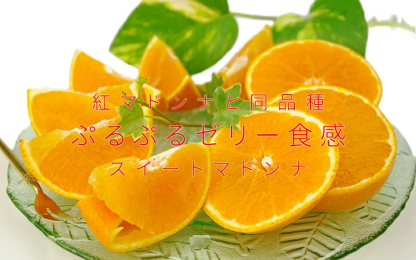 愛媛産 特に訳ありいよかん【送料無料(一部地域除く)】1０kg(+約0.5kg多め)不揃い 傷 汚れ有 伊予柑 イヨカン フルーツ 美味しいみかん 果物 くだもの 温州みかん 柑橘類 かんきつ 食品ロス コロナ いよ柑 産地直送 みかん